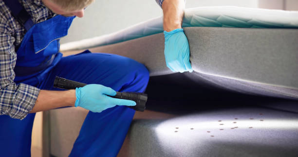 Best Local Pest Control Services  in La Grulla, TX