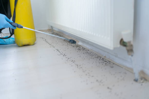 Best Rat Extermination Near Me  in La Grulla, TX