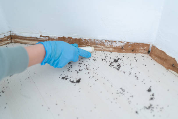 Best Pest Control for Businesses  in La Grulla, TX